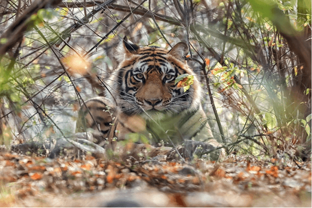 Panna Tiger Reserve
